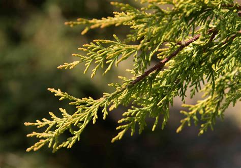 Leyland Cypress How To Grow This Fast Growing Evergreen
