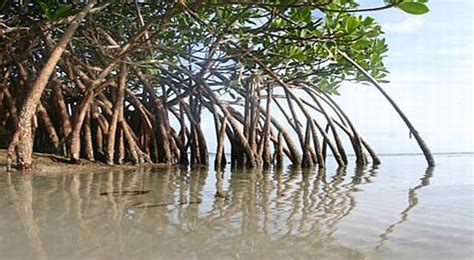 Maybe you would like to learn more about one of these? Duh, Hutan Mangrove di Balikpapan Memprihatinkan : Okezone ...