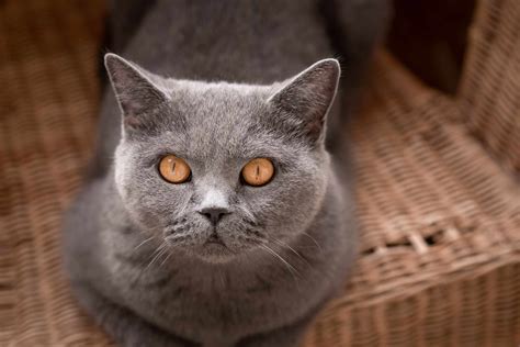 15 Top Cat Breeds With Big Eyes