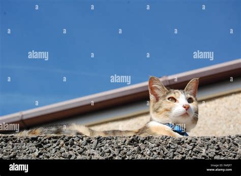 Cat Gazing Off In To The Distance Stock Photo Alamy