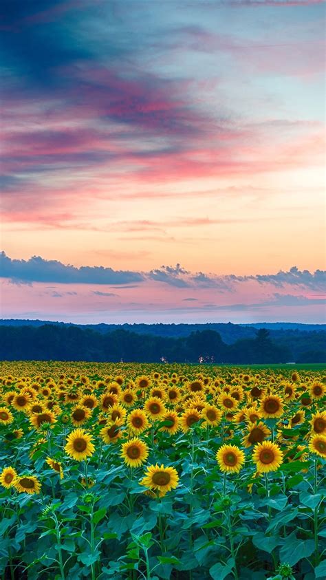 Wallpaper Beautiful Sunflowers Field Evening Sunset