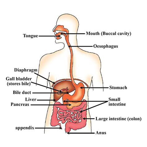 Explain Digestive System Give Example And Draw A Label Of Human
