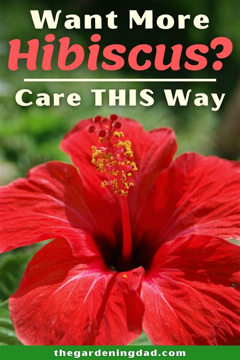 Ultimate Guide To Indoor Hibiscus Care Hibiscus Plant Growing