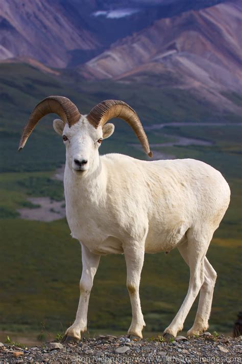 Dalls Sheep Denali National Park Alaska Photos By Ron Niebrugge
