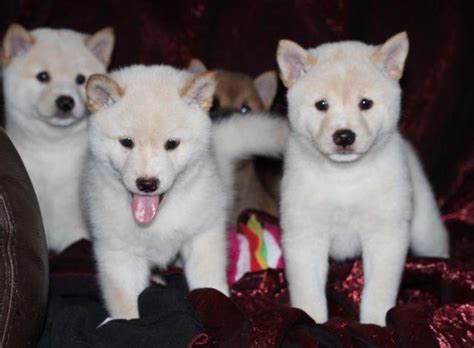 Akc Shiba Inu Puppies For Sale In Westminster California Classified