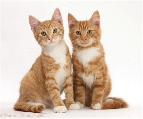Two Ginger Kittens Lounging Together Photo Wp31844