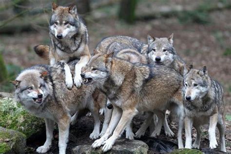 Перевод песни wolves — рейтинг: NESARA- REPUBLIC NOW - GALACTIC NEWS: He Watched Wolves ...