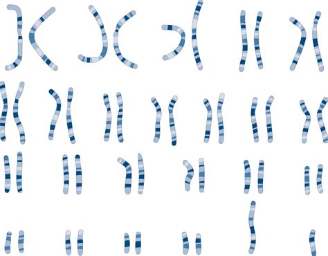 Download The Image Below Represents A Picture Of The Human Chromosomes