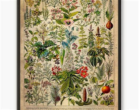 Vintage French Floral Illustration Botanical Print From Petit Larousse