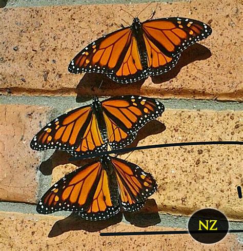 Monarch Butterflies New Zealand 5 Surprise Butterfly Facts