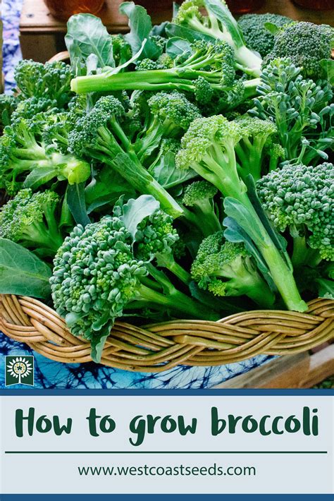 How To Grow Broccoli Growing Broccoli Winter Vegetables Gardening