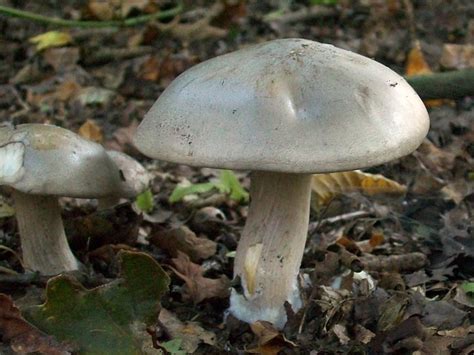 Woodland Mushrooms Flickr Photo Sharing