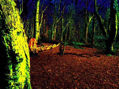 Psychedelic Night Forest Trees In Highgate Wood 342 Photograph By