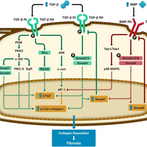 Signaling Pathways In Fibrosis Tgf β And Bmp Mediated Signaling