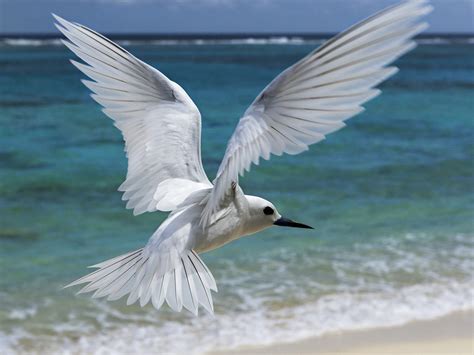 Seagull Flying On The Beach New Hd Wallpapers All Hd