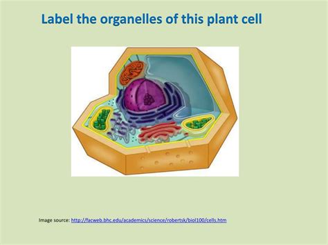 Plant Cell Organelle Functions List
