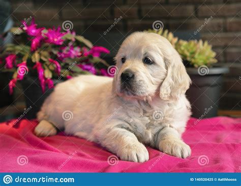 Cute Two Months Golden Retriever Puppy Lying Down Portrait