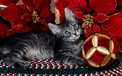 Christmas Cat Wallpaper 75 Images