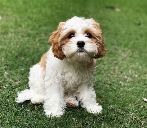 Exceptional litter of beautiful cavapoo puppies available for sale to good homes only. Cavapoo Puppies For Sale | Las Vegas, NV #300651 | Petzlover