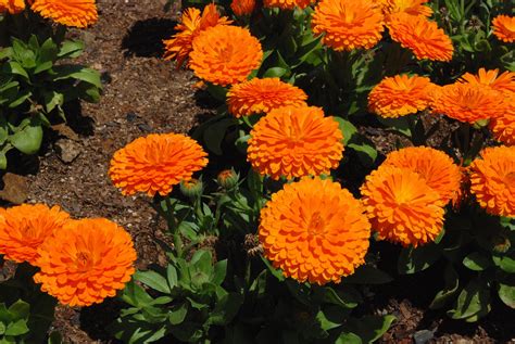 They're also great for kids quick blooming flowers to grow from seed. Calendula officinalis | Flower seeds, Flower seeds online ...