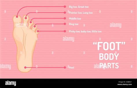 Anatomy Of Foot Name Of Finger Or Toe And Other Beautiful Color