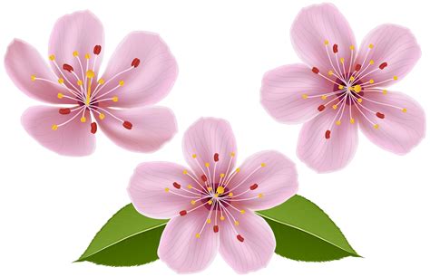 Clip Art Spring Flowers 20 Free Cliparts Download Images On
