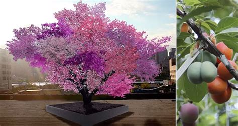 Syracuse Professor Creates One Tree That Grows 40 Different Types Of