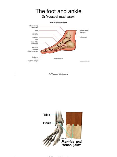 Foot And Ankle Pdf Anatomical Terms Of Motion Foot