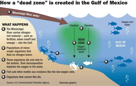 Large To Very Large Gulf Of Mexico Dead Zone Expected This Year Here