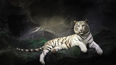 White Tiger Resting On A Rock 4k Wallpaper