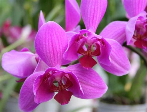Exotic Orchid Pink Tropical Flower Orchids Pink 20 Inch By 30 Inch