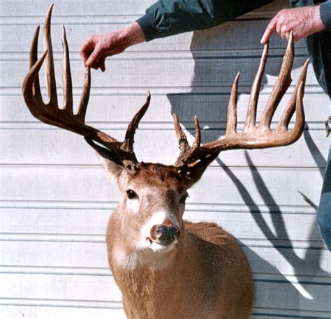 20 Biggest Typical Whitetail Bucks Of All Time Petersens Hunting
