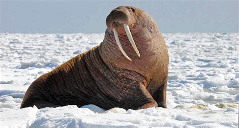 Deja View The Walrus