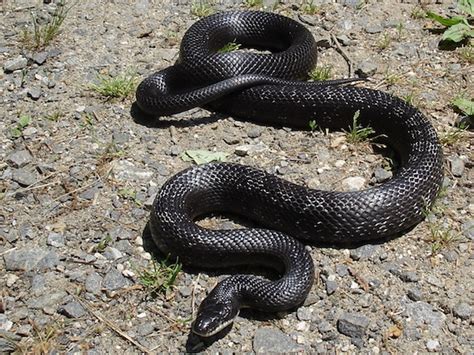 Black Rat Snake Facts And Pictures Reptile Fact