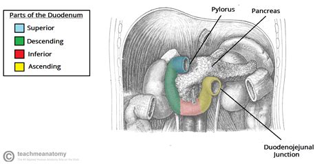 Its deep location and its close topographical relationship to several vital . duodenum sections - Google Search | Character, Disney ...