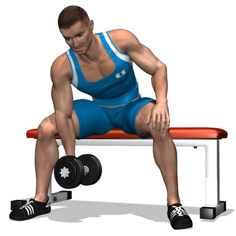 Per avere un fisico atletico non è necessario spendere fior di quattrini in abbonamenti in palestra ma, con il giusto impegno e con le giuste dritte, si possono ottenere notevoli risultati anche allenandosi a casa propria. CURL CONCENTRATO PANCA PIANA 1 MANUBRIO - EvolutionFit