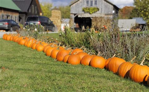 10 Fun Pumpkin Patches In New Hampshire 2023