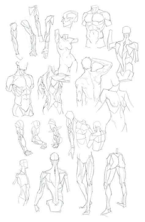 근육 Male Figure Drawing Figure Drawing Reference Guy Drawing Anatomy