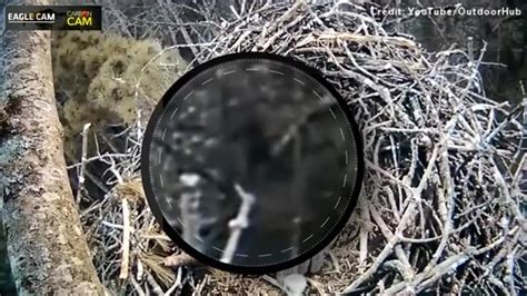 Bigfoot Prowling In Michigan Forest Bird Cam Catches