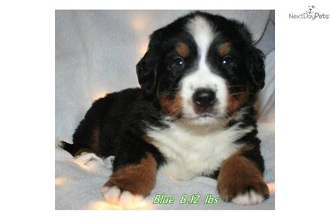 Bernese mountain dogs require frequent human companionship. Bernese Mountain Dog puppy for sale near Sheboygan, Wisconsin | c25d99e2-76e1
