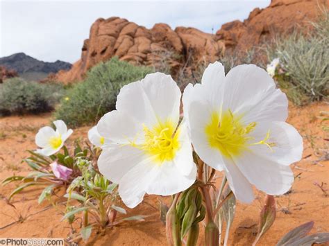 Nevada Desert Plants Plants Bv