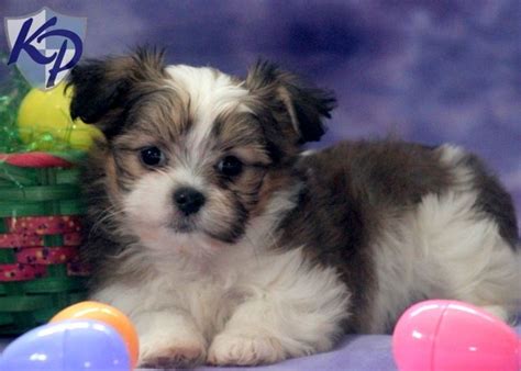 #321416 i have seven lovable cute soft shih tzus for sale. 92 best images about Adorable Toy puppies!For Sale on ...