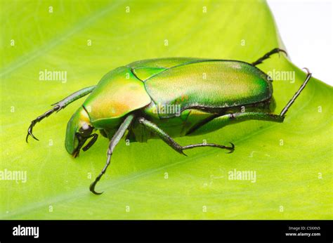 Insect Shine Green Flower Beetle Stock Photo Alamy