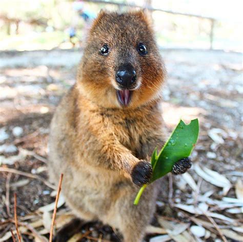15 Photos That Prove Quokkas Are The Happiest Animals In
