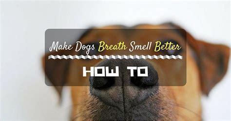 How To Make Dogs Breath Smell Better Dog Breath Wellness Breathe