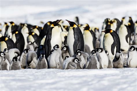 Explore Snow Hill Island Antarctica Land Of The Emperor Penguin