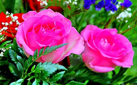 Rose Flower Images 3d Hd 3d Hd Roses Wallpapers Top Free 3d Hd Roses