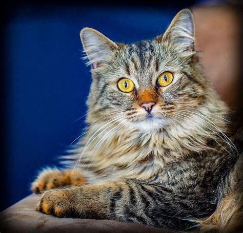 Best Exotic Cat Breeds List Of Most Unusual Cats