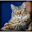 Best Exotic Cat Breeds  List Of Most Unusual Cats