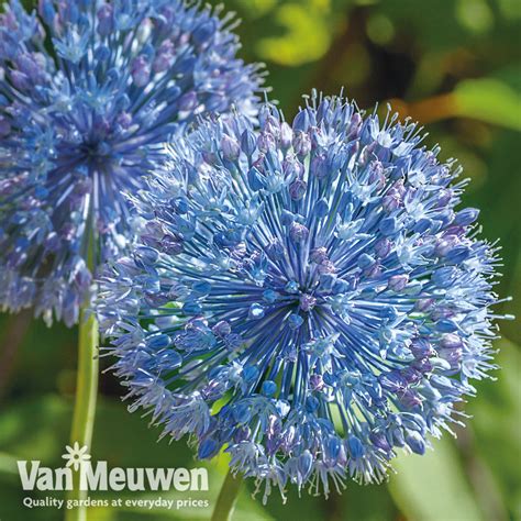 Allium Caeruleum Van Meuwen